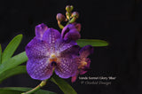 Vanda Somsri Glory 'Blue' – Non-Stop Bloomer - Orchid Design