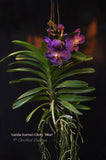 Vanda Somsri Glory 'Blue' – Non-Stop Bloomer - Orchid Design
