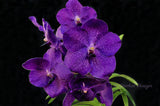 Vanda Yano Blue – Huge purple - Orchid Design