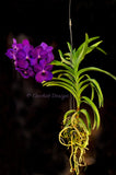 Vanda Yano Blue – Huge purple - Orchid Design