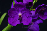 Vanda Yano Blue – Huge purple - Orchid Design