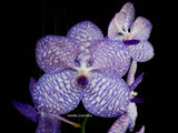 Vanda coerulea, Cool species, blooming size!