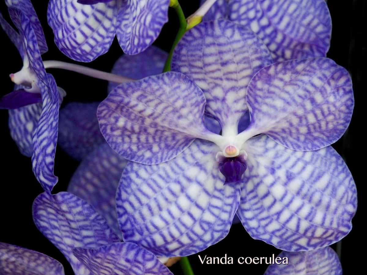  1181A-Blue Orchid (Vanda coerulea Griffith Lindley) Seeds by  Robsrareandgiantseeds UPC0764425788263 Non-GMO,Organic,USA  Grower,Herb,1181-A Package of 5 Seeds : Patio, Lawn & Garden
