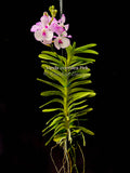 Vanda coerulea Pink, Rare species, Large Blooming Size