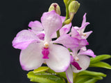 Vanda coerulea Pink, Rare species, Large Blooming Size