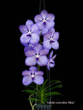 Vanda coerulea, Cool species, blooming size!