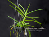 Vanda coerulescens Blue, species, fragrant, large blooming size!