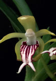 Vanda cristata – Fragrant Species - Orchid Design