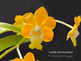 Vanda denisoniana