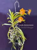 Vanda denisoniana