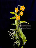 Vanda denisoniana