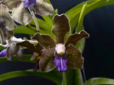 Vanda tessellata 'Blue', Cool, Fragrant