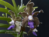Vanda tessellata 'Blue', Cool, Fragrant