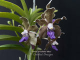 Vanda tessellata 'Blue', Cool, Fragrant