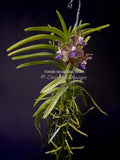 Vanda tessellata 'Blue', Cool, Fragrant