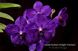 Vanda Pachara Delight 'Pachara' FCC/JOGA – Best Blue Vanda - Orchid Design