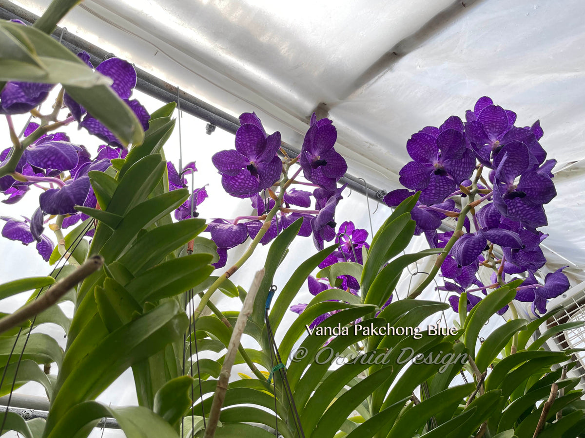 Vanda Pakchong Blue FCC/AOS - Huge Plant!