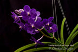 Vandachostylis Ploenpit Blue 'Royal Sapphire' - Orchid Design
