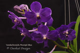 Vandachostylis Ploenpit Blue 'Royal Sapphire' - Orchid Design