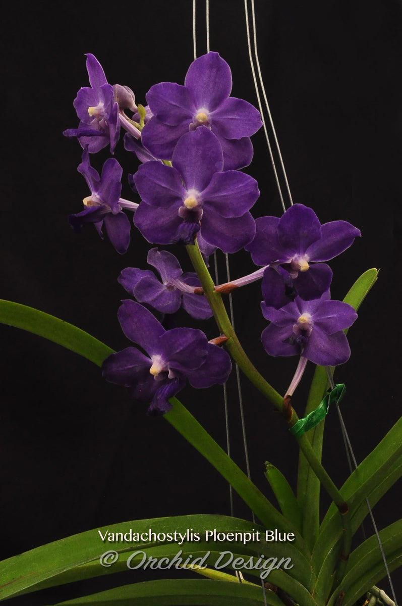 Sucrier - Abu - Orchid Blue - Pylones