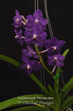 Vandachostylis Ploenpit Blue 'Royal Sapphire' - Orchid Design