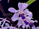 Vanda coerulescens Blue, species, fragrant, large blooming size!