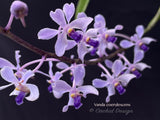 Vanda coerulescens Blue, species, fragrant, large blooming size!