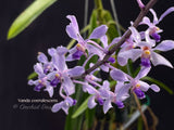 Vanda coerulescens Blue, species, fragrant, large blooming size!