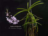 Vanda coerulescens Blue, species, fragrant, large blooming size!