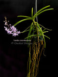 Vanda coerulescens Blue, species, fragrant, large blooming size!