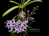 Vanda coerulescens Blue, species, fragrant, large blooming size!