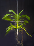 Vanda denisoniana