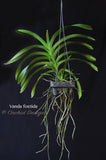 Vanda foetida – Rare Species - Orchid Design