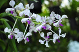 Rare species Vanda luzonica – Fragrant! - Orchid Design