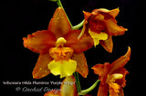 Wilsonara Hilda Plumtree 'Purple Wings' BM/13th WOC - Orchid Design