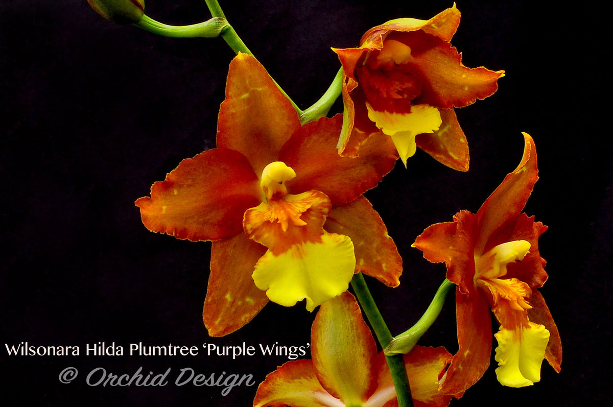 Wilsonara Hilda Plumtree 'Purple Wings' BM/13th WOC – Orchid Design