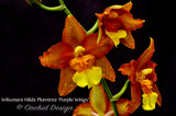 Wilsonara Hilda Plumtree 'Purple Wings' BM/13th WOC - Orchid Design