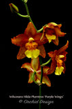 Wilsonara Hilda Plumtree 'Purple Wings' BM/13th WOC - Orchid Design
