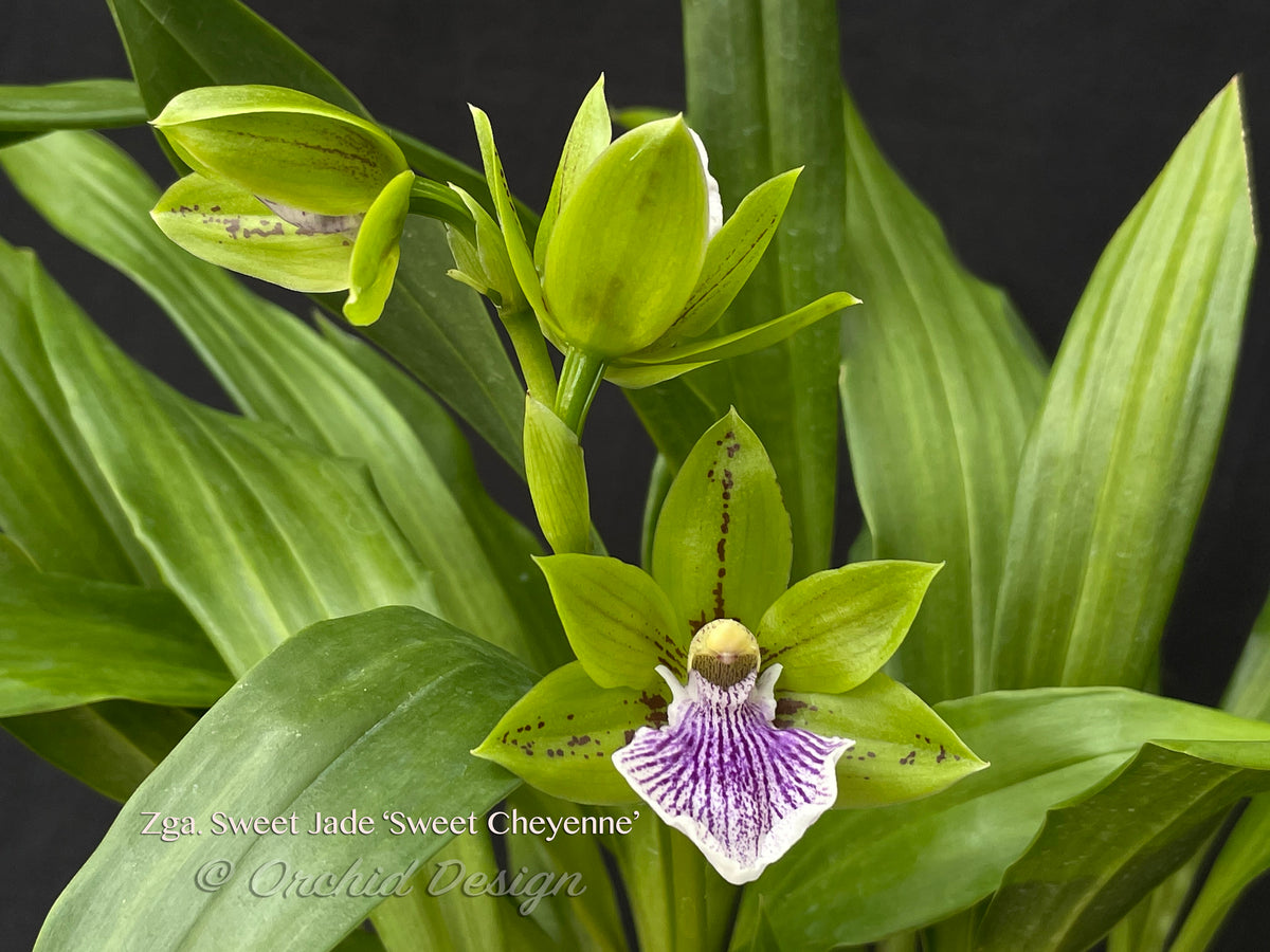 jade orchid plant Zygoneria Sweet Jade 'Sweet Cheyenne', Fragrant In Spikes – Orchid Design