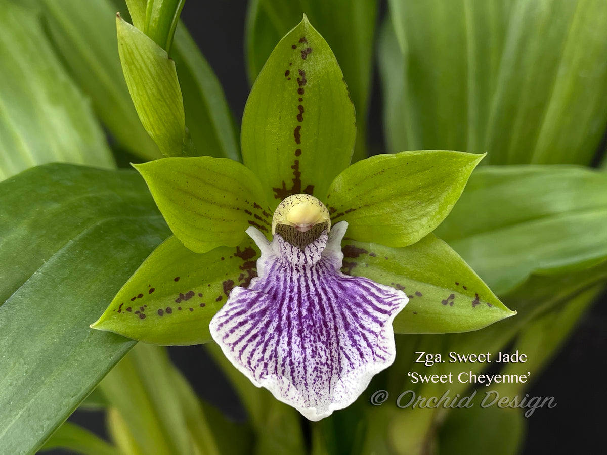 Zygoneria Sweet Jade 'Sweet Cheyenne', Fragrant In Spikes – Orchid