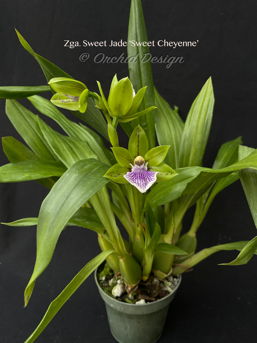 Zygoneria Sweet Jade 'Sweet Cheyenne', Fragrant In Spikes – Orchid