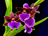 Zygopetalum (Arthur Elle 'Randy' X Bright Eyes 'Cobalt') – Fragrant - Orchid Design