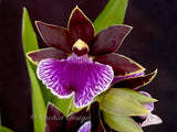 Zygopetalum (Arthur Elle 'Randy' X Bright Eyes 'Cobalt') – Fragrant - Orchid Design