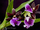 Zygopetalum (Arthur Elle 'Randy' X Bright Eyes 'Cobalt') – Fragrant - Orchid Design