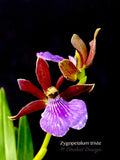 Zygopetalum triste – Species, Fragrant