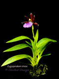 Zygopetalum triste – Species, Fragrant
