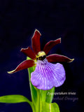 Zygopetalum triste – Species, Fragrant