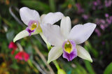 Laelia anceps var. coerulea 'Blue' – RARE - Orchid Design