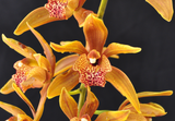Cymbidium Pennyworth - Orchid Design