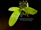 Phalaenopsis mannii Red – Species, Fragrant